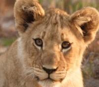 Sanbona Lion Cub